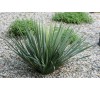Юкка нитчатая (Yucca filamentosa)